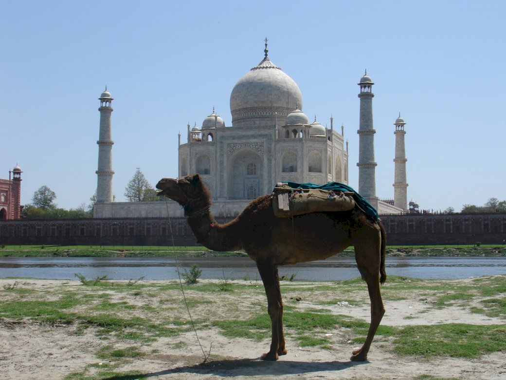 wielbłąd Tadż Mahal puzzle online