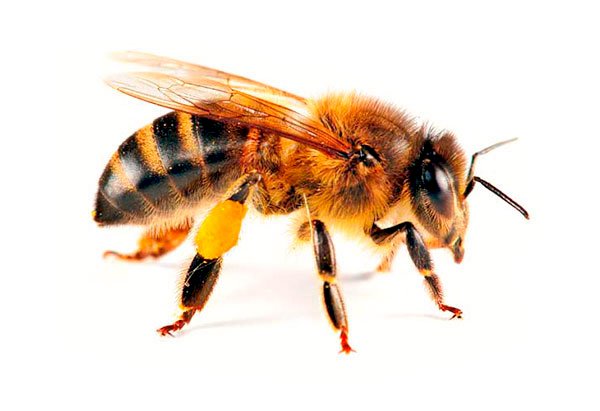Pszczoła na białym tle puzzle online