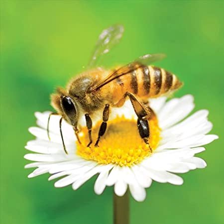 Pszczoła na kwiatku puzzle