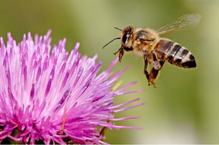Pszczoła na kwiatku puzzle online