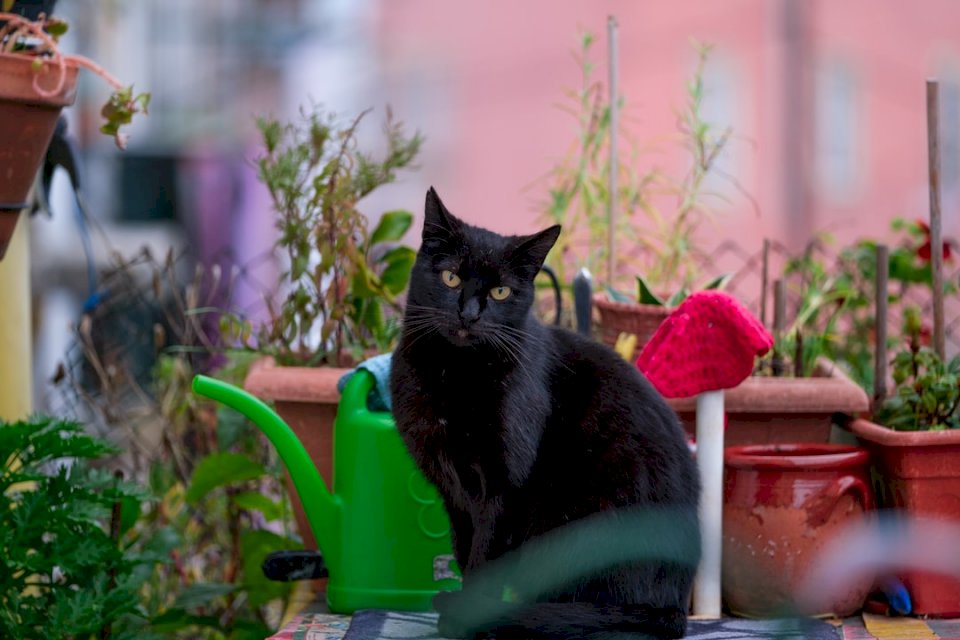 Czarny kot siedzi w domu puzzle online