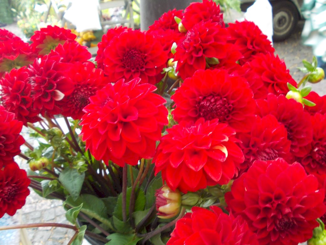 blask czerwonego kwiatu puzzle online