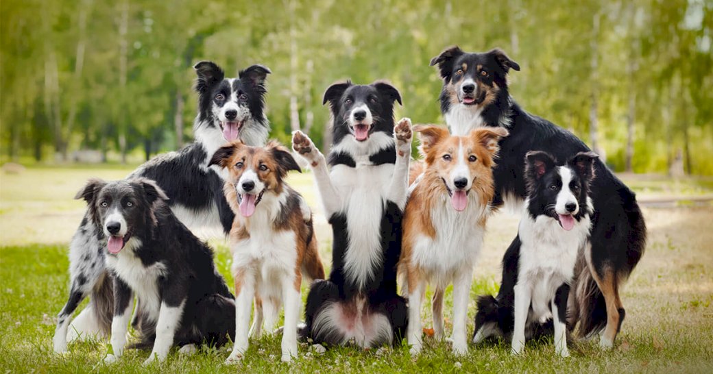Dogies Collie puzzle online