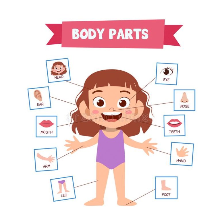 My Body Parts Puzzle Factory