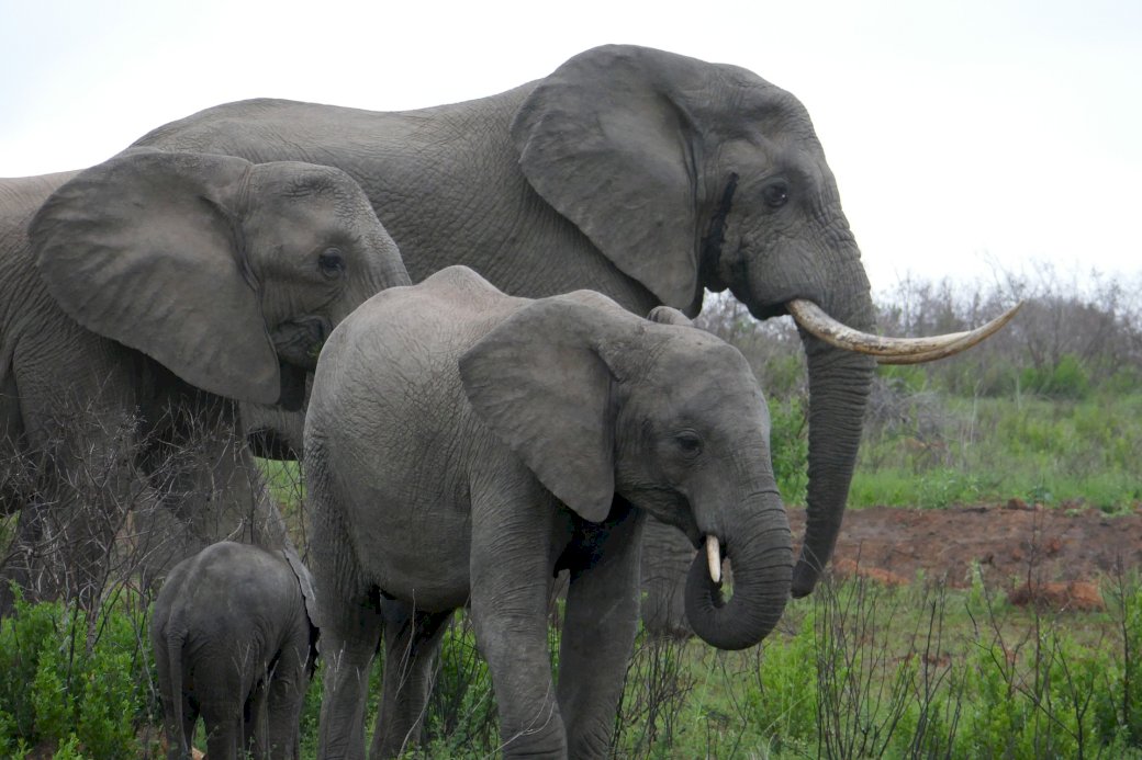 Rodzina słoni puzzle online