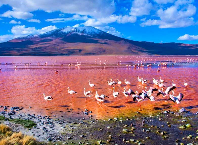 Jezioro Czerwone, Flamingi puzzle online