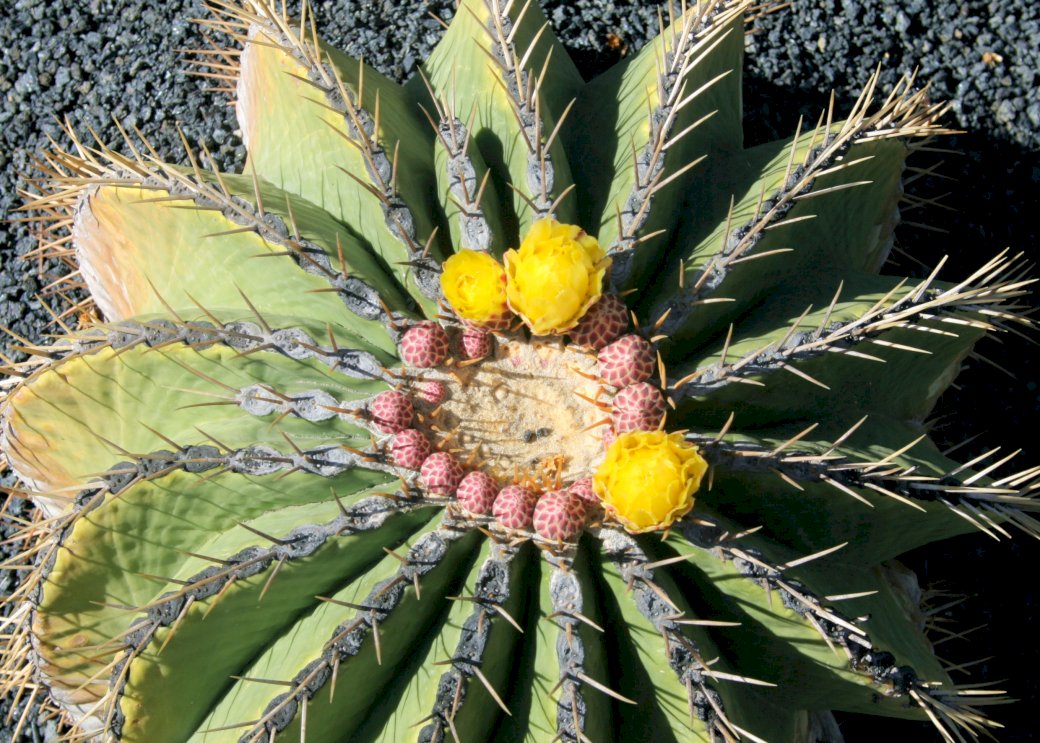 Kwiat kaktusa puzzle online