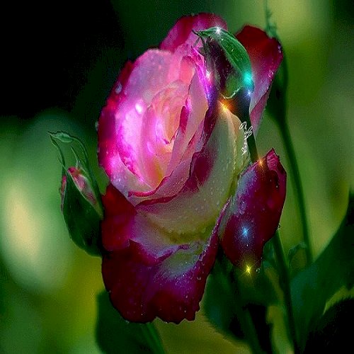 Róża                 , puzzle online
