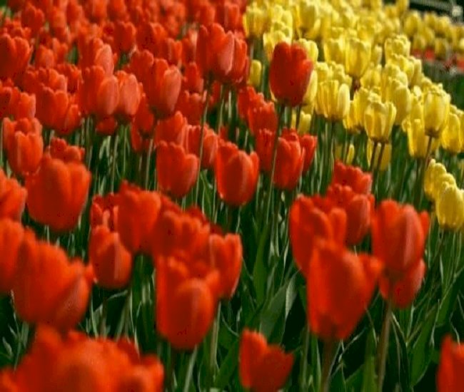 Pole  tulipanów . puzzle online
