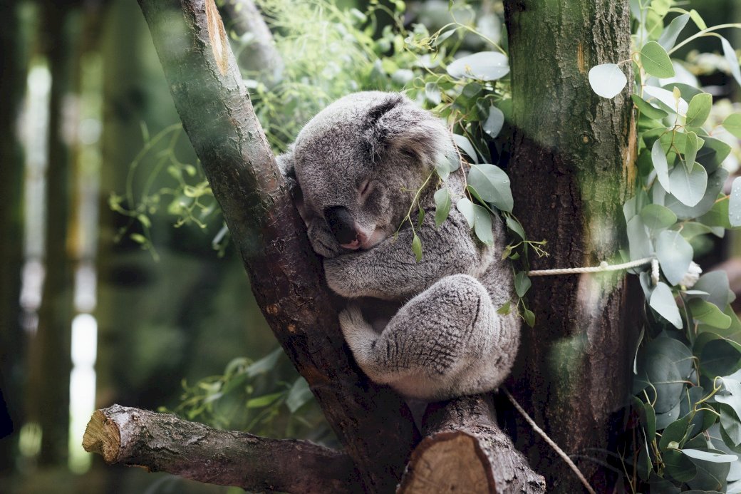 miś koala puzzle online