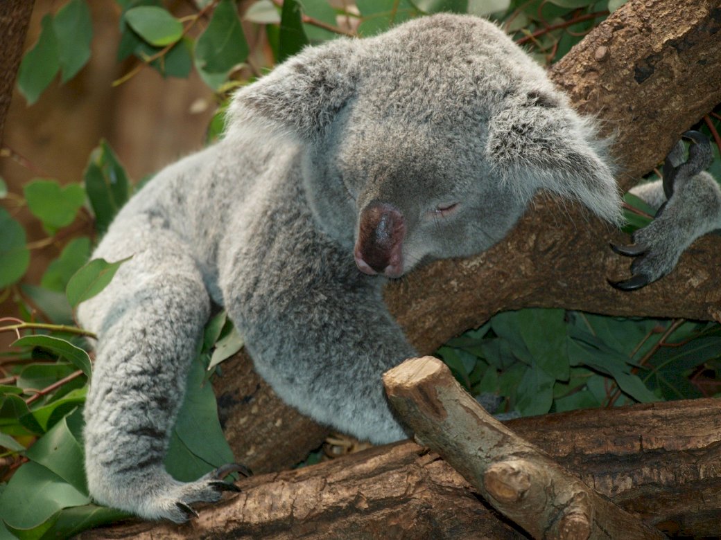miś koala 3 puzzle online