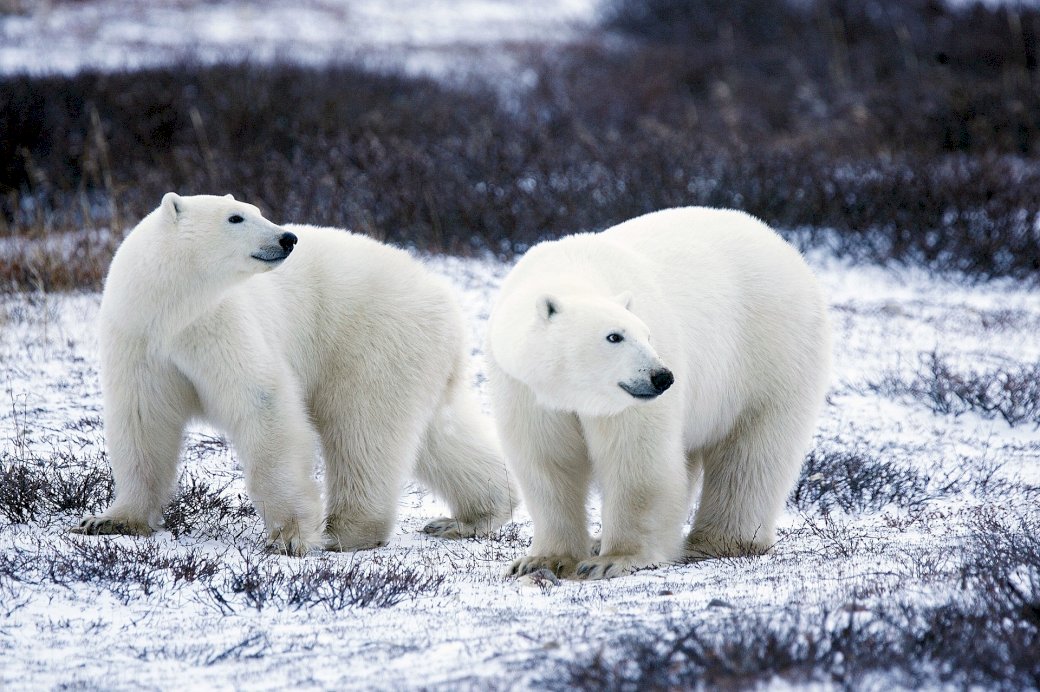 niedźwiedż polarny puzzle online