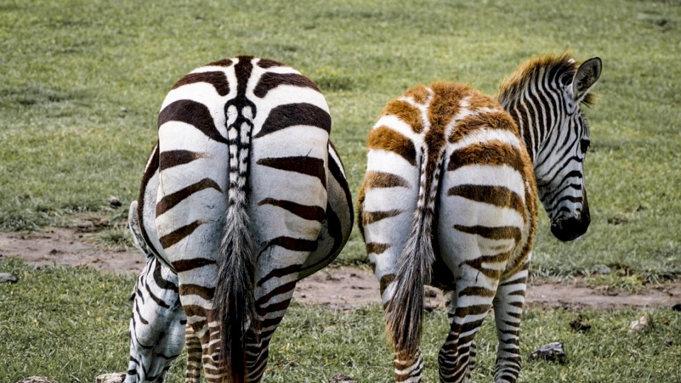 Młodsze zebry mają puzzle online