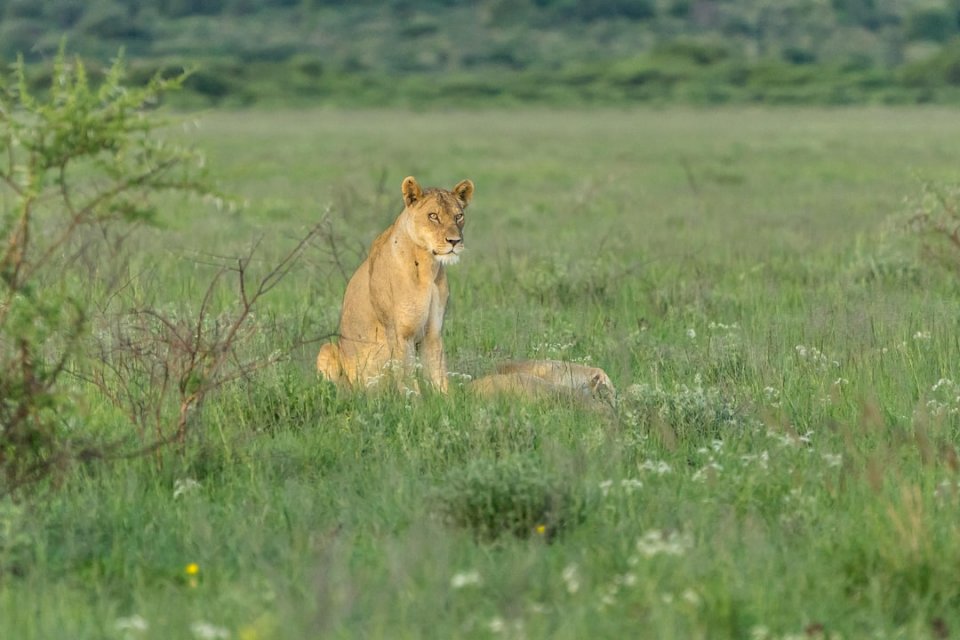 Lion, Botswana puzzle online