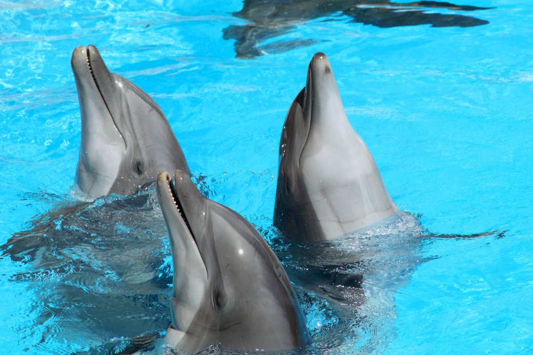 Delfiny trzy puzzle online