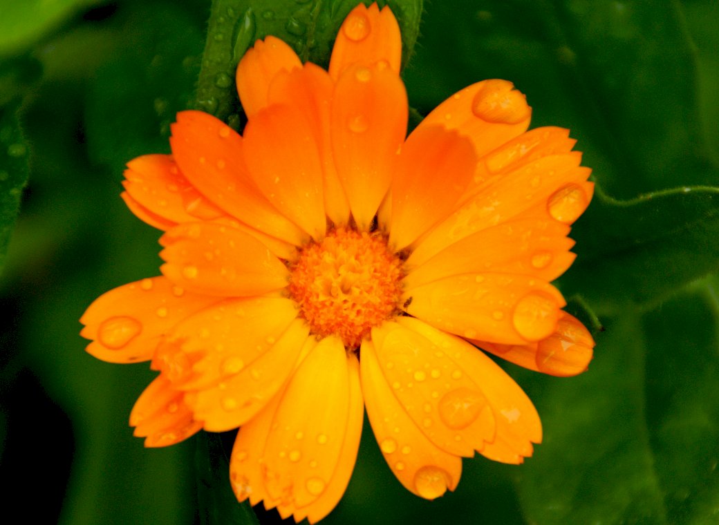 Kwiat,ogródek,krople deszczu, puzzle online