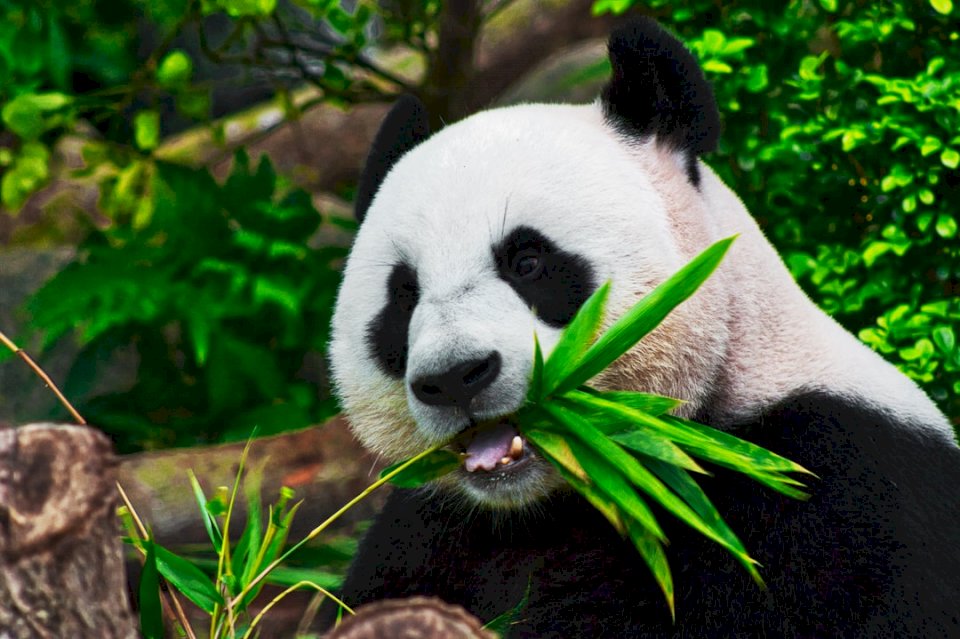 Głodna Panda puzzle online