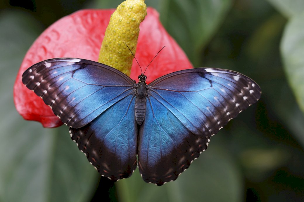 Blue morpho puzzle online