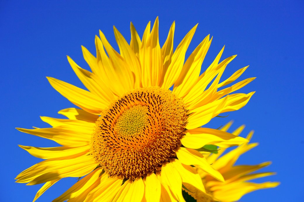 słoneczny kwiat puzzle online