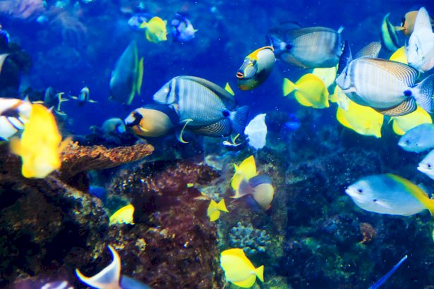 ryby pod powierzchnią morza puzzle online