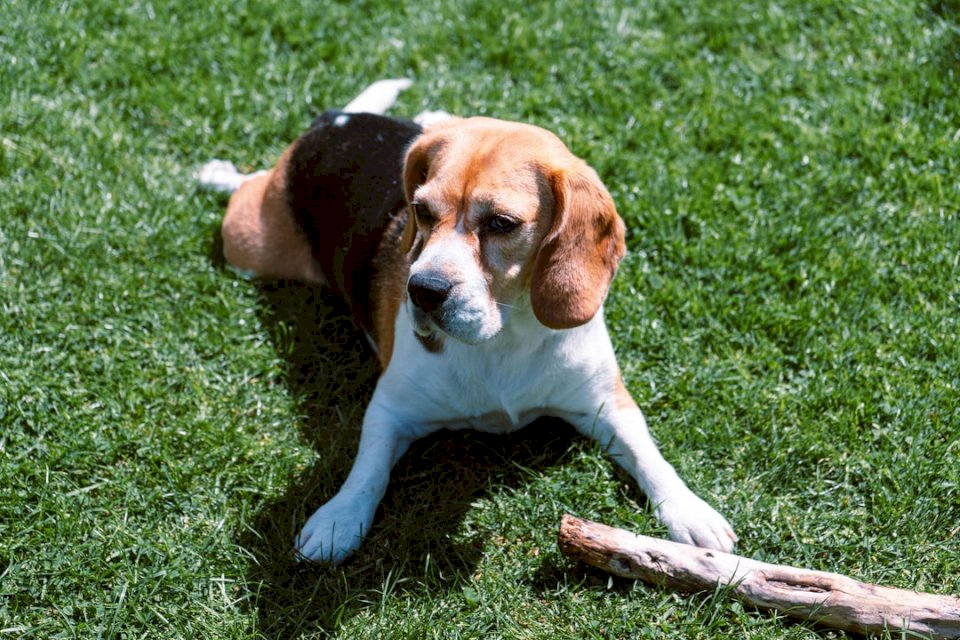 Beagle pies leżący na trawie puzzle online
