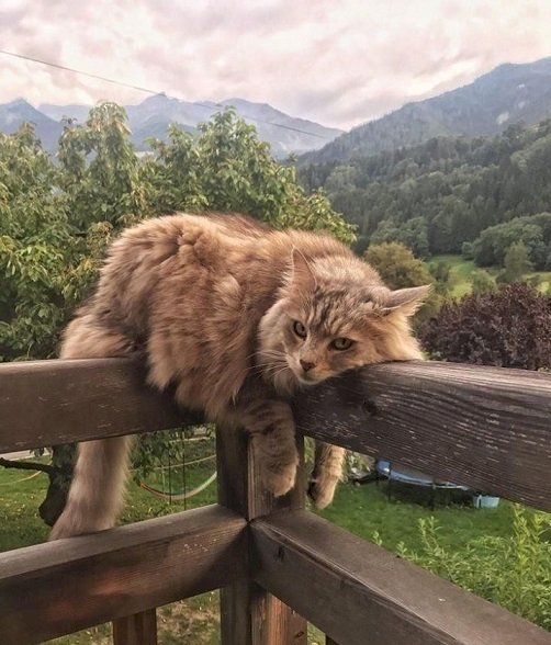 Kot z górami w tle. puzzle online