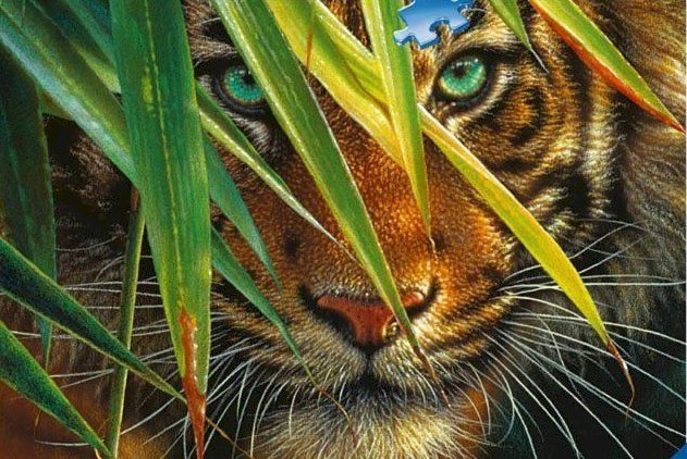 Tygrys bengalski. puzzle online