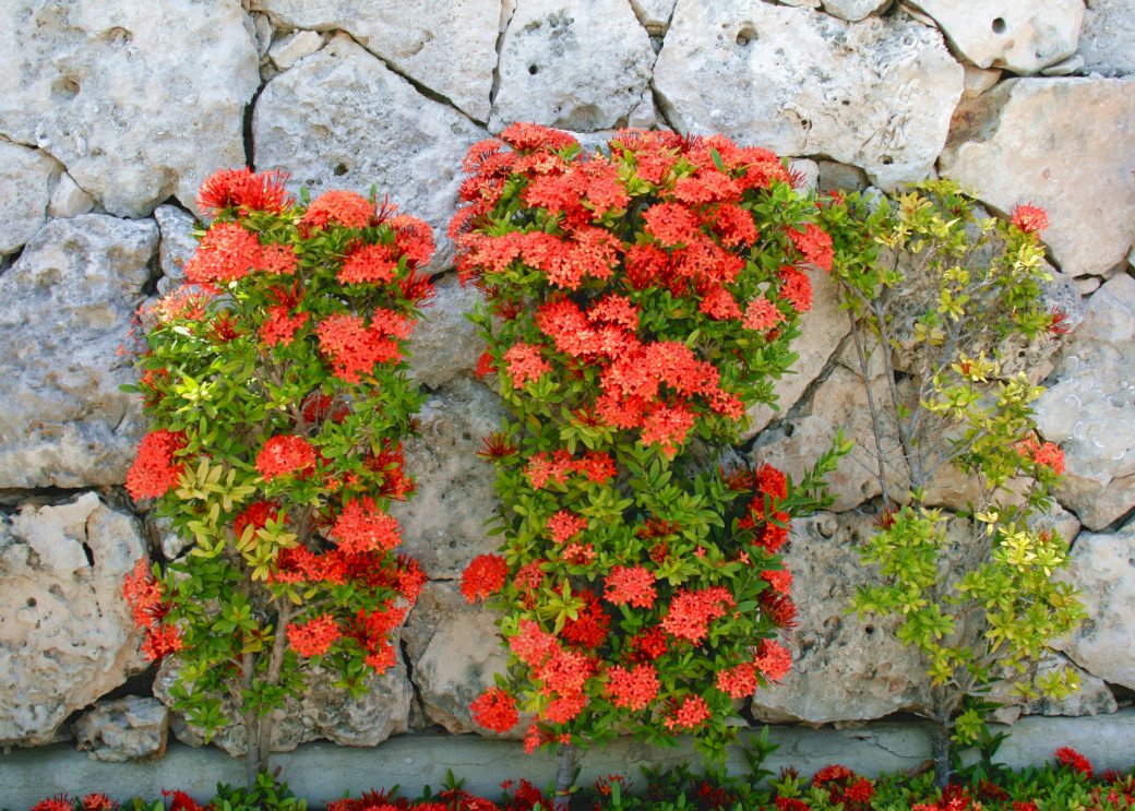 Czerwone kwiatki puzzle online