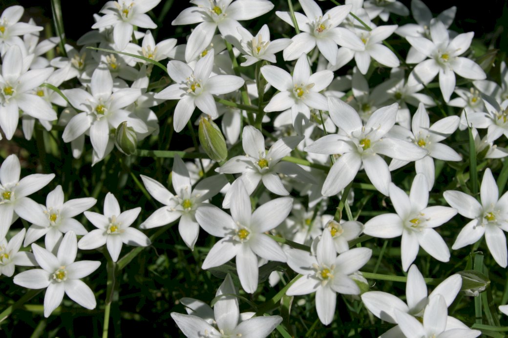 Białe kwiatki puzzle online