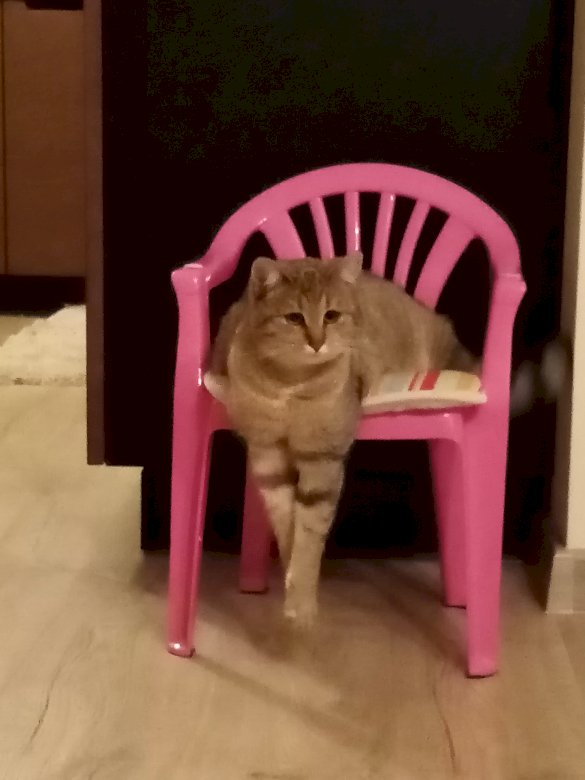 kot siedzący na krześle puzzle online