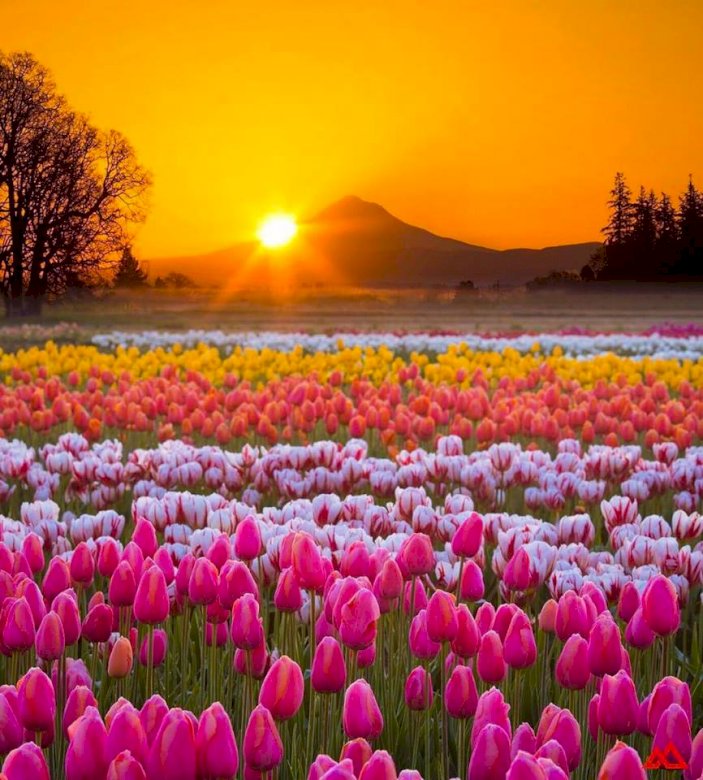 Krajobraz z tulipanami. puzzle online