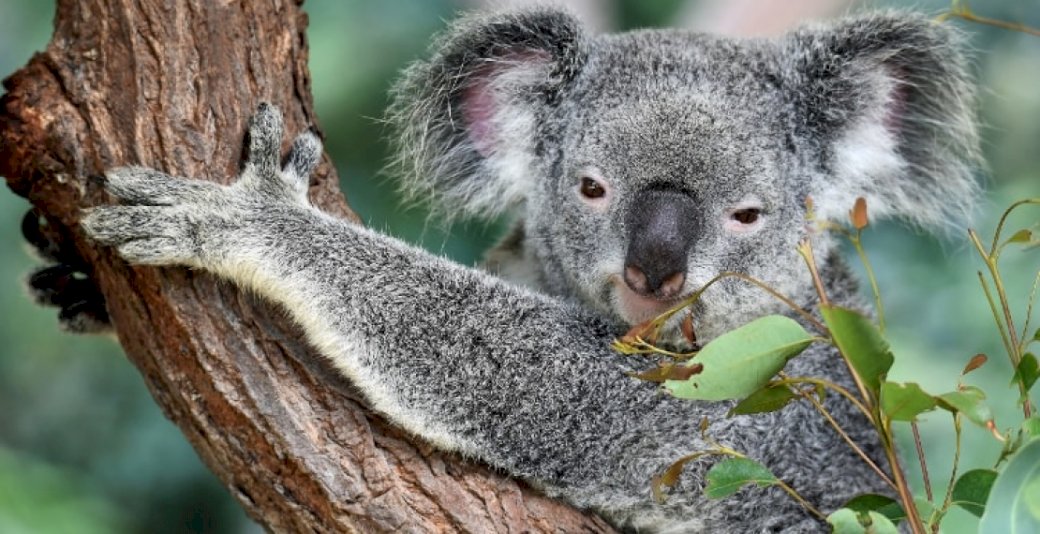 Koala to zwierzę puzzle online