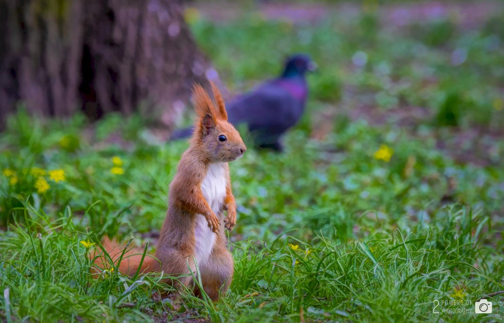 Wiewiórka w parku puzzle online