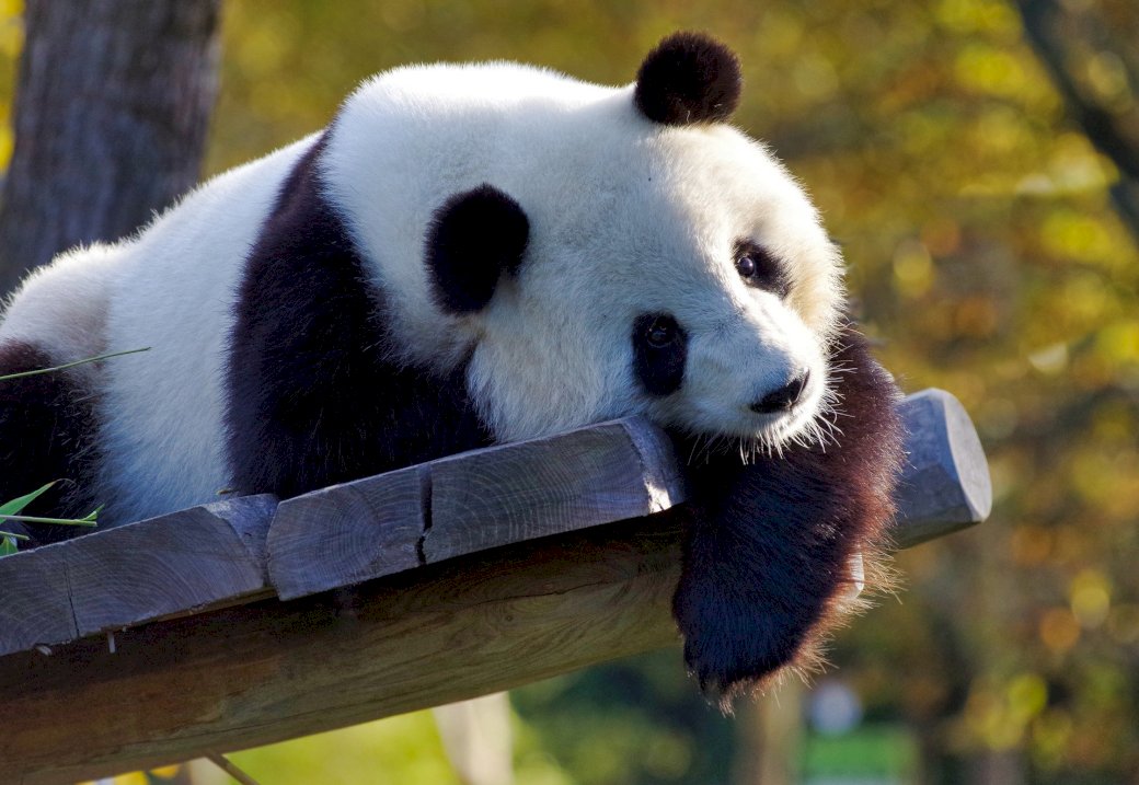 panda i nuda puzzle online