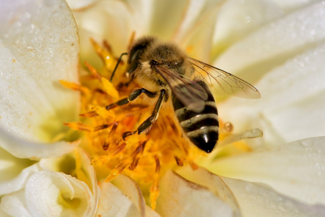 Pszczoła puzzle online