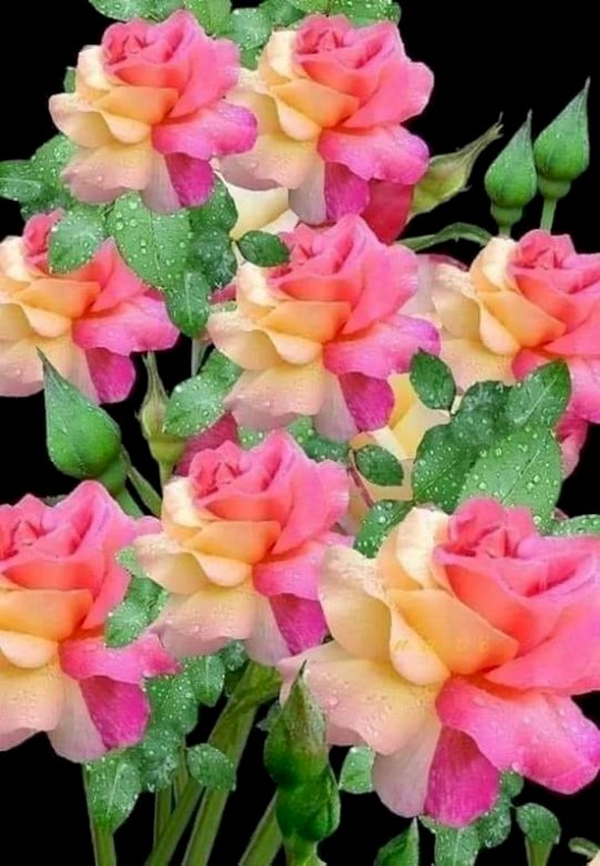 Dwukolorowe róże. puzzle online