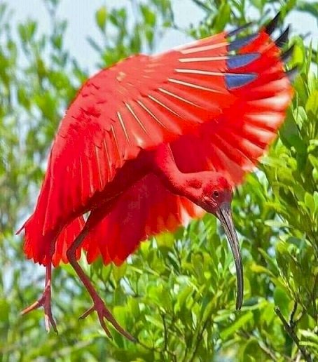 Czerwony ptak. puzzle online