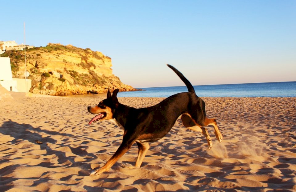 pies na plaży puzzle online