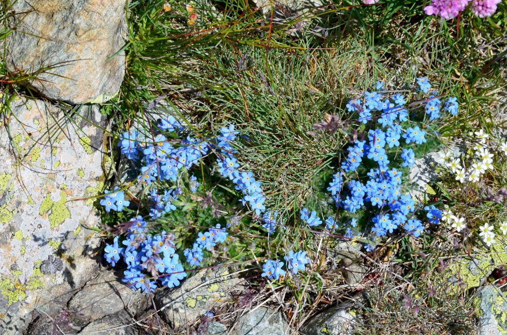 niebieskie górskie kwiaty puzzle online