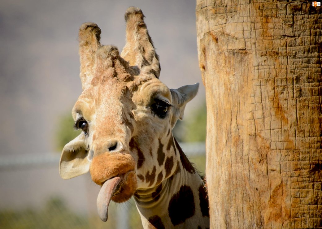 zwierzęta egzotyczne żyrafa puzzle online