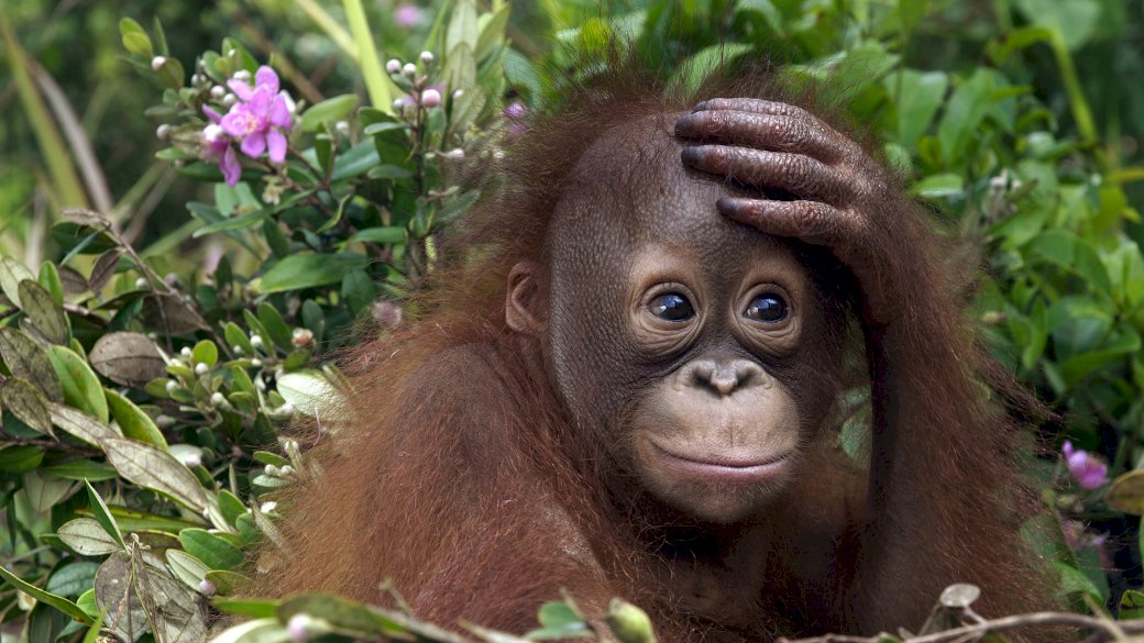 zwierzęta egzotyczne małpka puzzle online