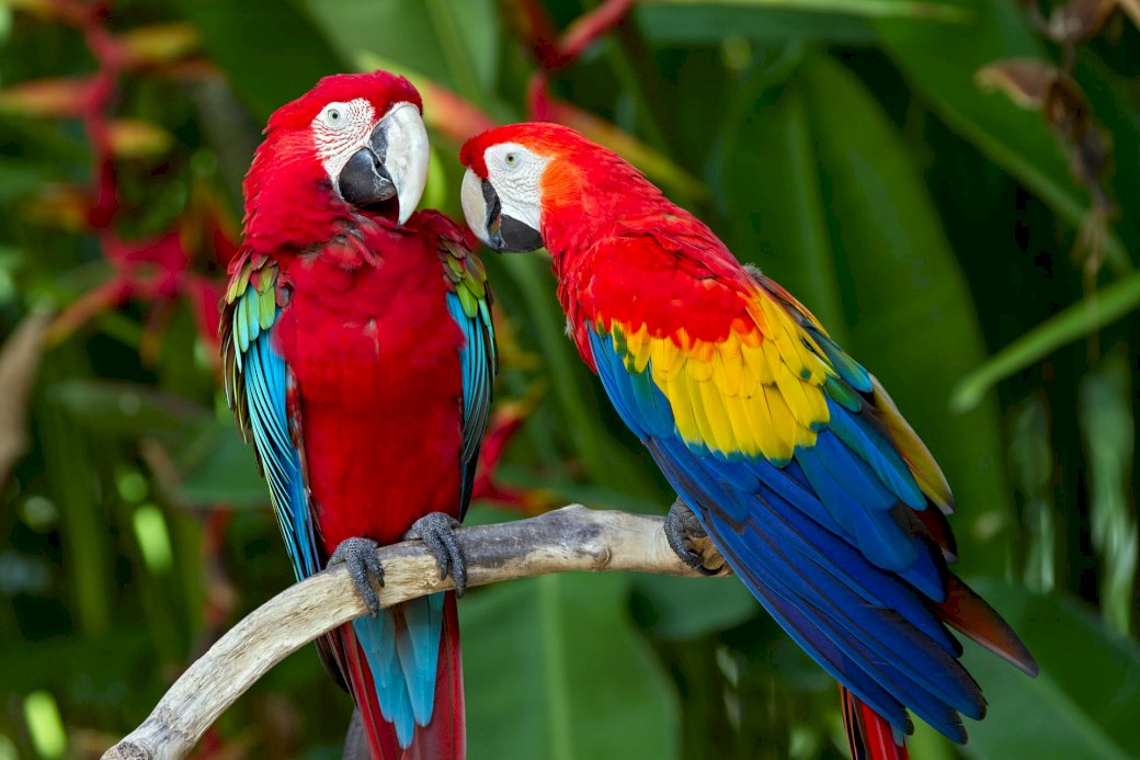 zwierzęta egzotyczne papuga puzzle online