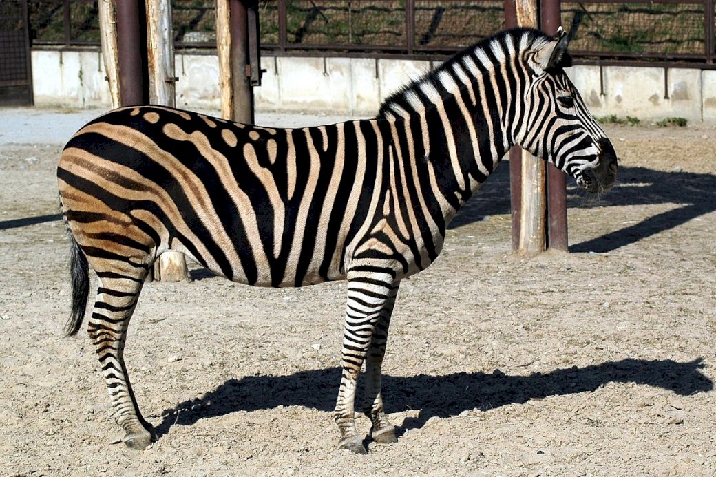 zwierzęta egzotyczne zebra puzzle online