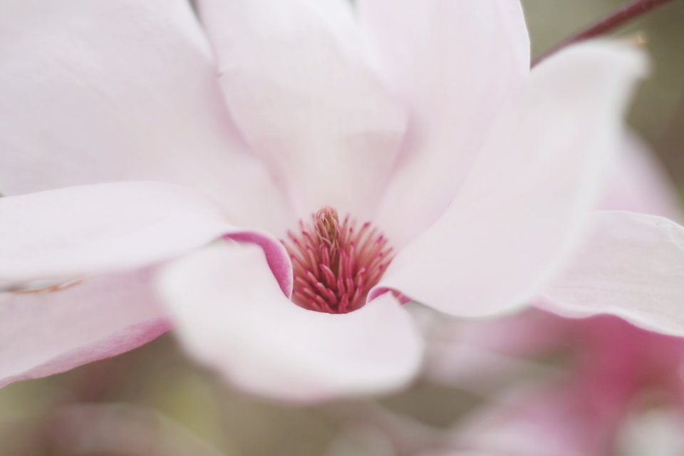 Delikatny różowy kwiat puzzle online