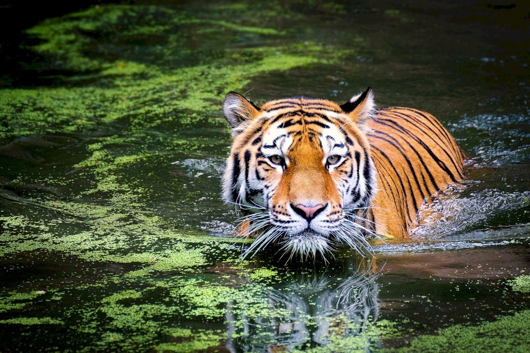 Tygrys z dżungli puzzle online