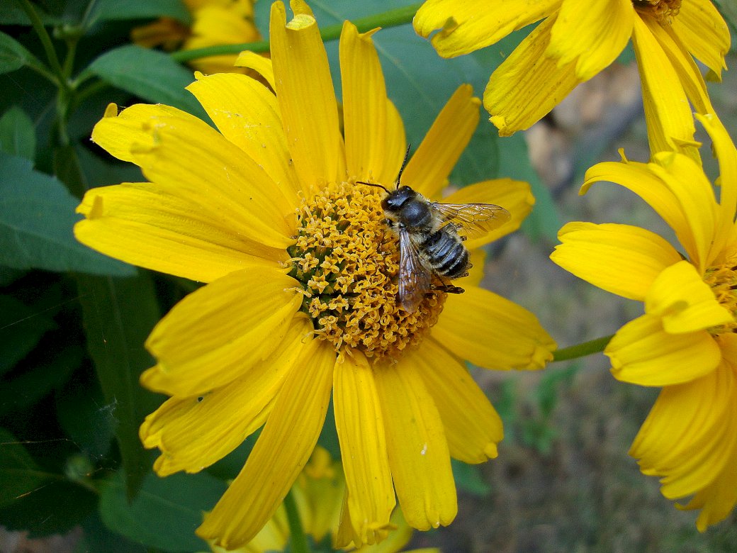 Kwiat i pszczoła puzzle online