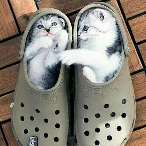 2 γατάκια σε παπούτσια παζλ