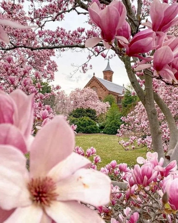 magnolie na podwórku puzzle online