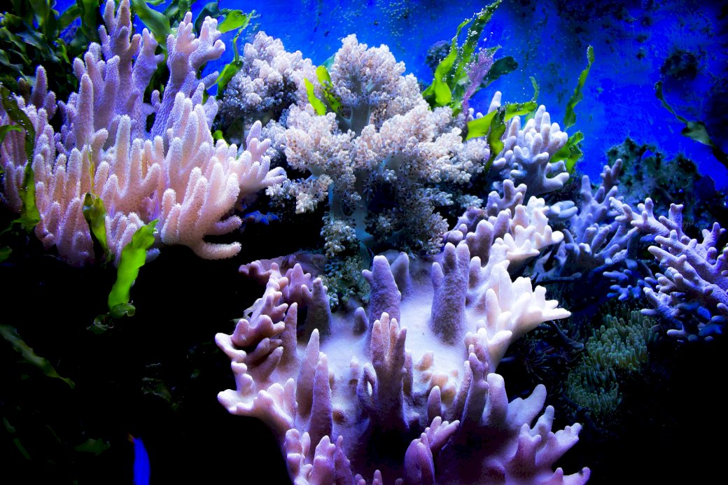 Koralowiec puzzle online
