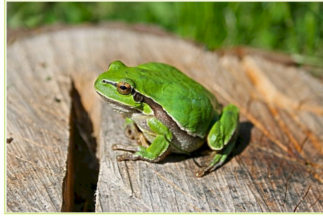 zielona żabka na pniu drzewa puzzle online
